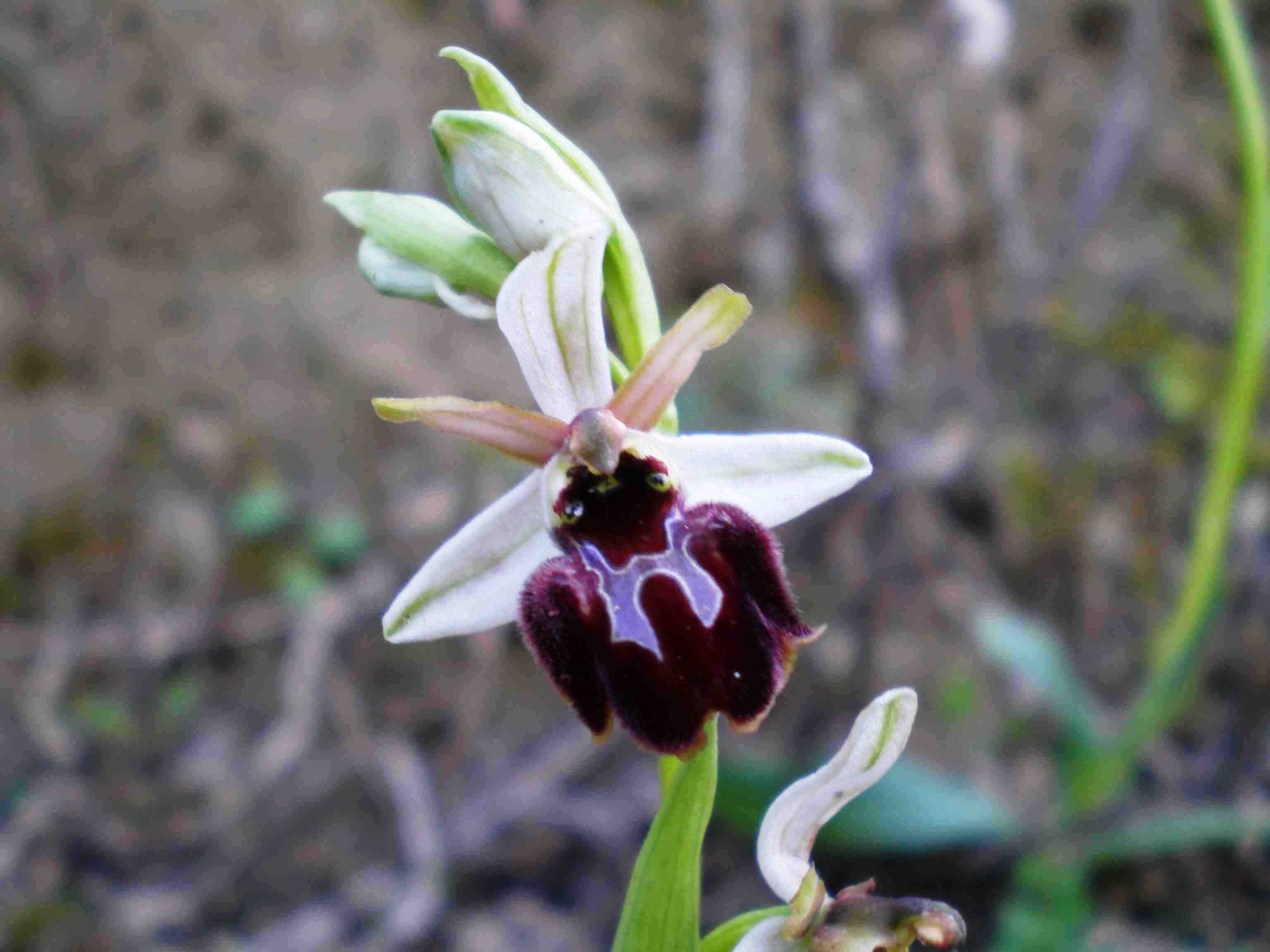 Ophrys panormitana